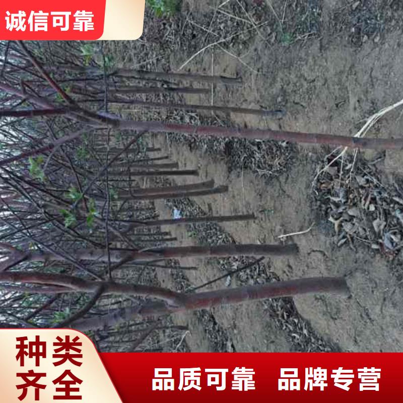 蘋果苗板栗苗多種規格供您選擇