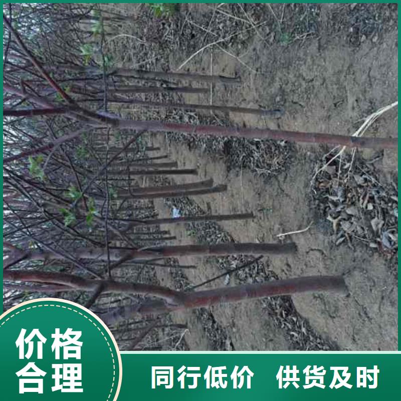 蘋果苗李子苗工藝層層把關(guān)