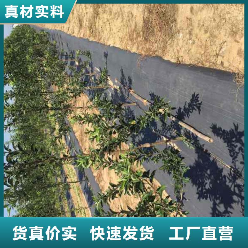 苹果苗_核桃苗优选货源