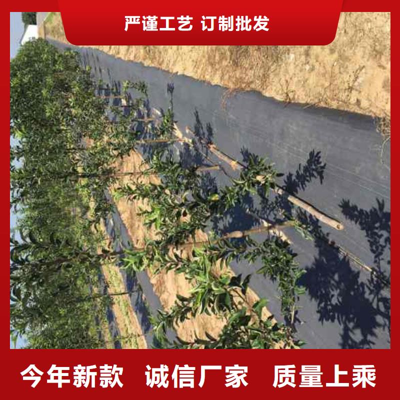 蘋果苗核桃苗廠家現貨供應