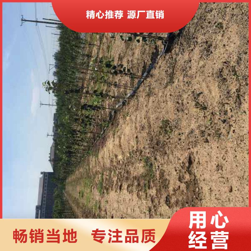 蘋果苗板栗苗多種規(guī)格供您選擇