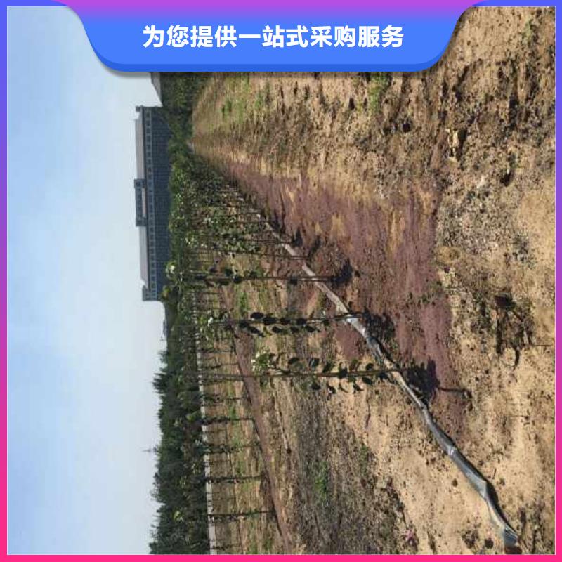 蘋果苗物美價優