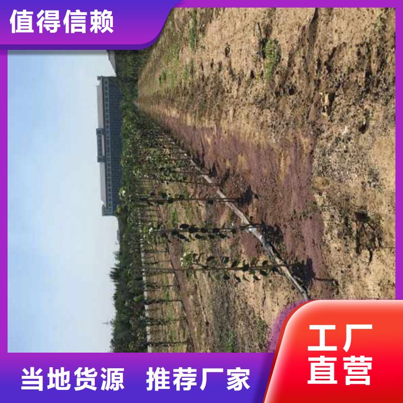 蘋果苗梨樹苗供您所需