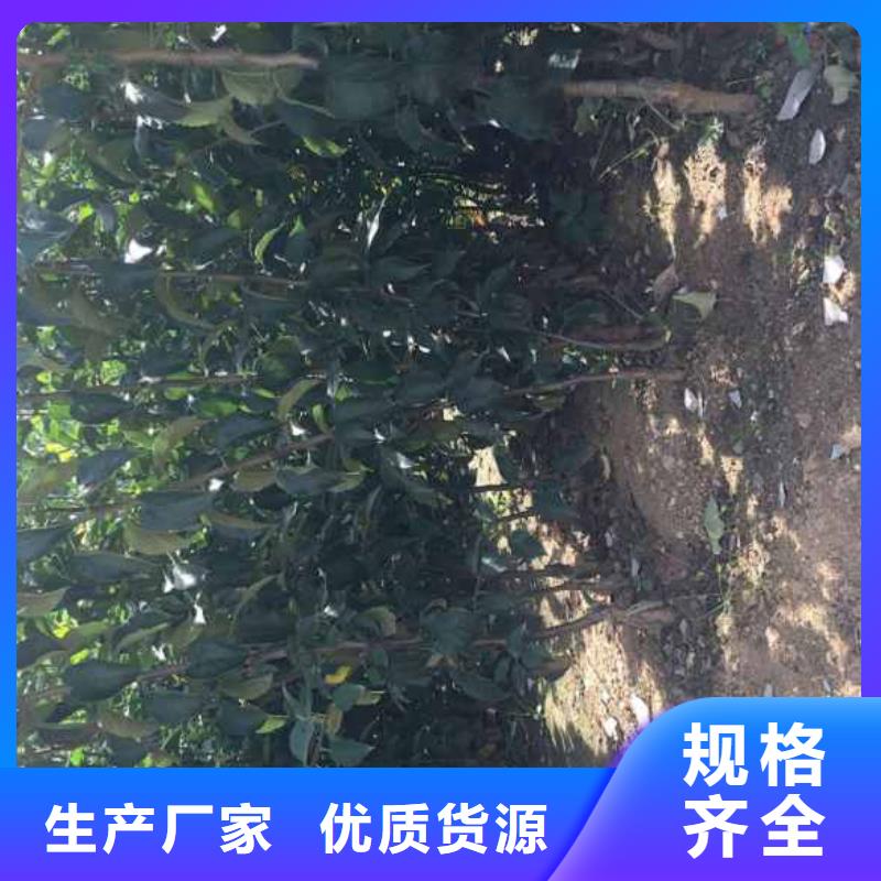 蘋果苗-梨樹苗源廠供貨