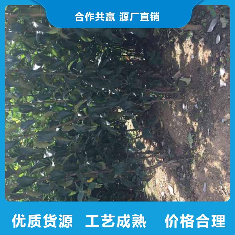 【蘋果苗花椒苗本地配送】