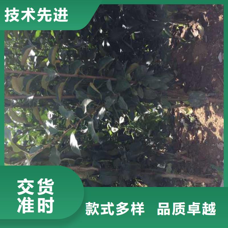 蘋果苗板栗苗多種規(guī)格供您選擇