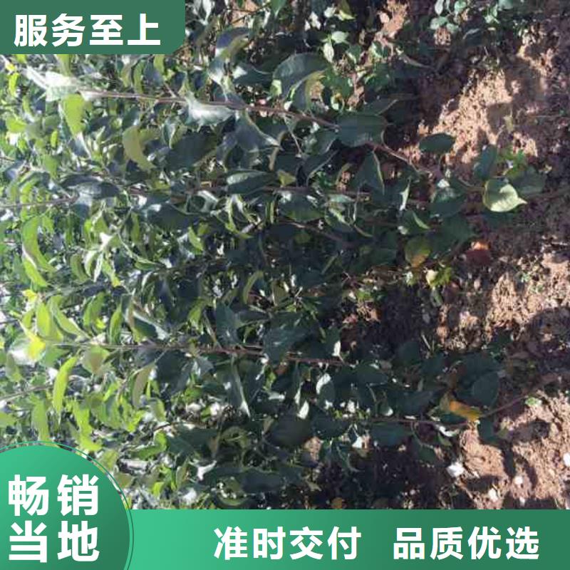 苹果苗_核桃苗优选货源