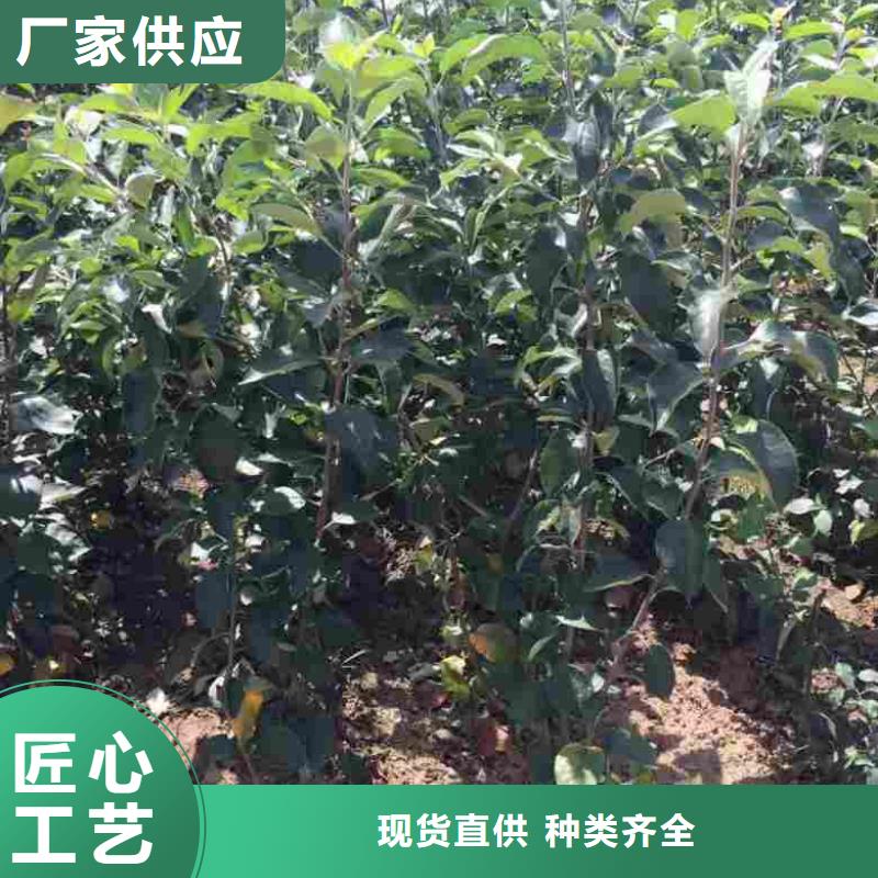蘋果苗-【核桃苗】質優價保