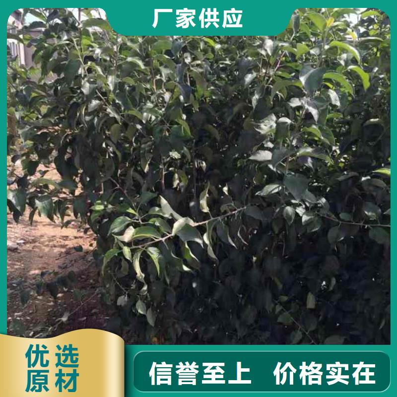 【蘋果苗花椒苗本地配送】