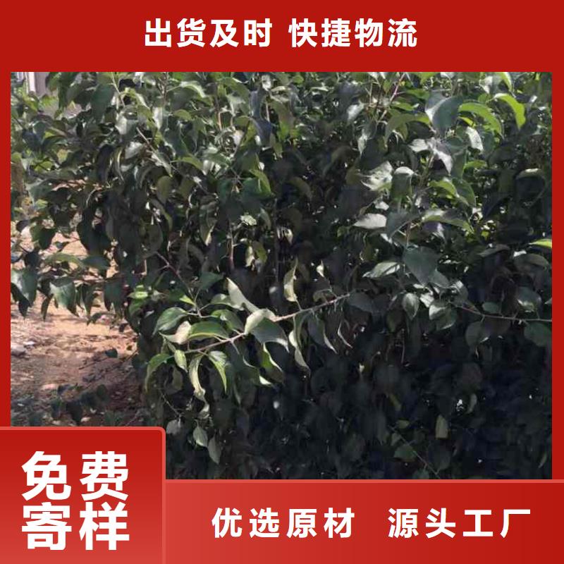 蘋果苗核桃苗廠家現(xiàn)貨供應