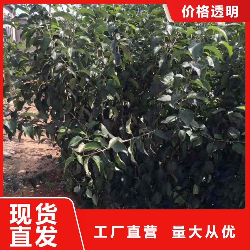 蘋果苗-梨樹苗源廠供貨