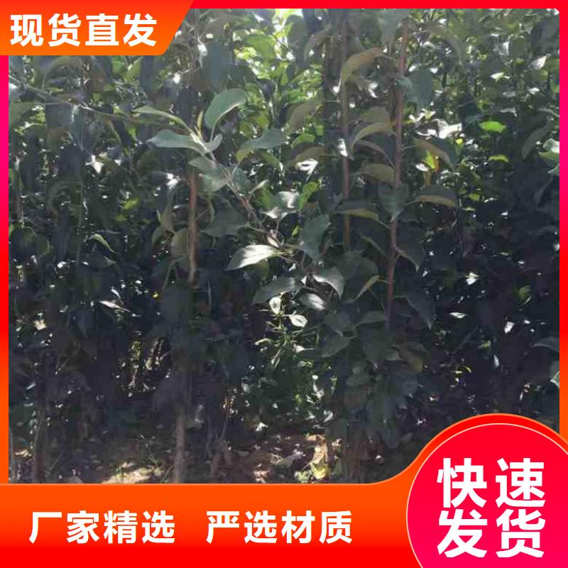 蘋果苗板栗苗多種規(guī)格供您選擇