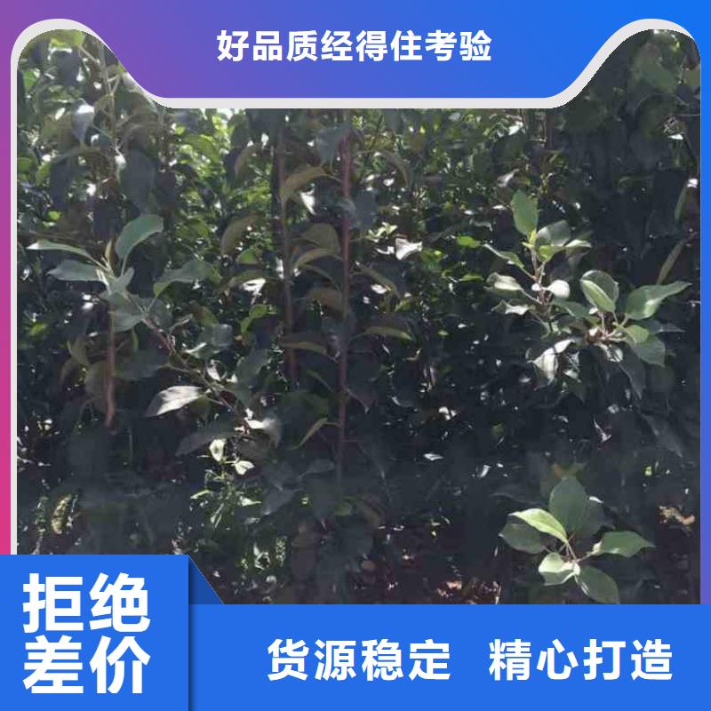 苹果苗桃树苗实体厂家大量现货