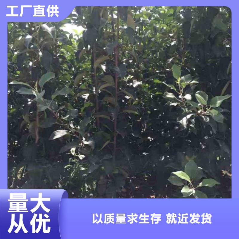 蘋果苗核桃苗廠家現貨供應