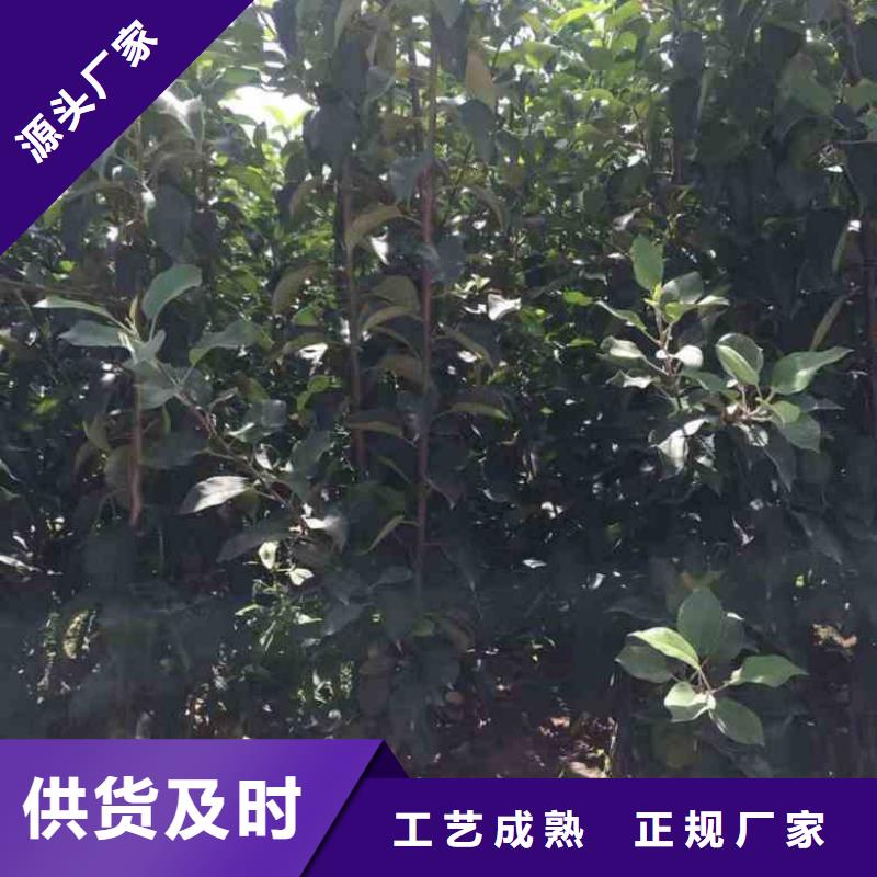 蘋果苗物美價優