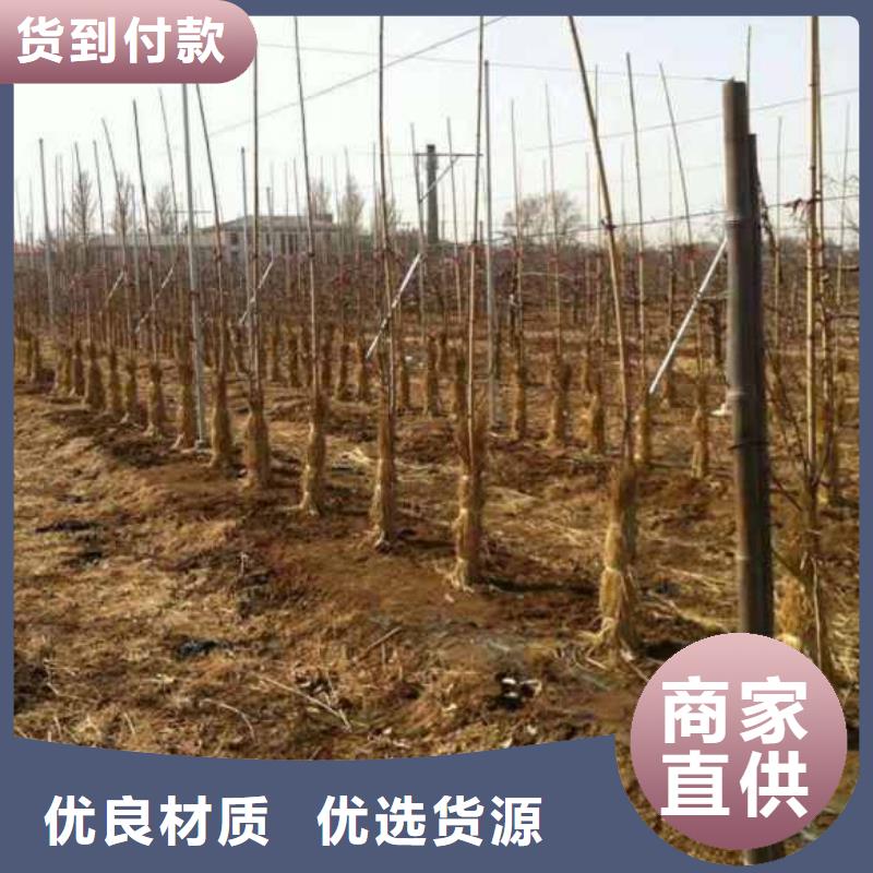苹果苗-葡萄苗专业厂家