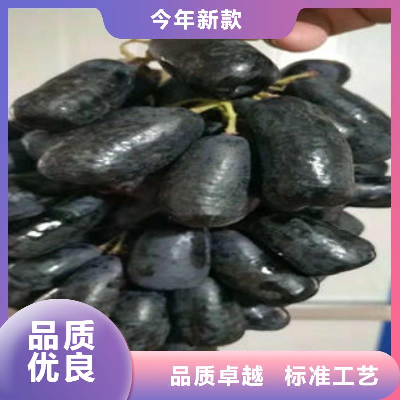 【葡萄苗_蓝莓苗工厂现货供应】