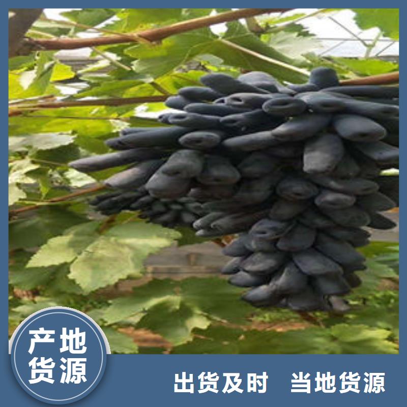 【葡萄苗板栗苗廠家規格全】