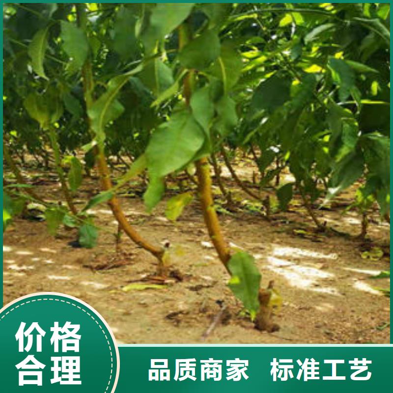 【葡萄苗板栗苗用心做產品】