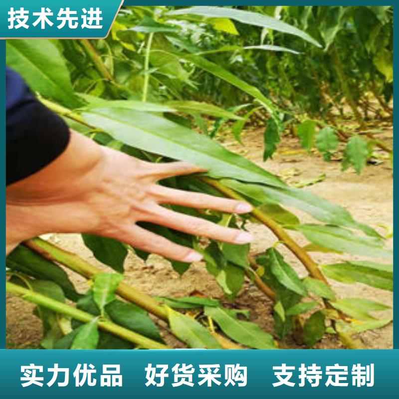 【葡萄苗_藍莓苗優良工藝】
