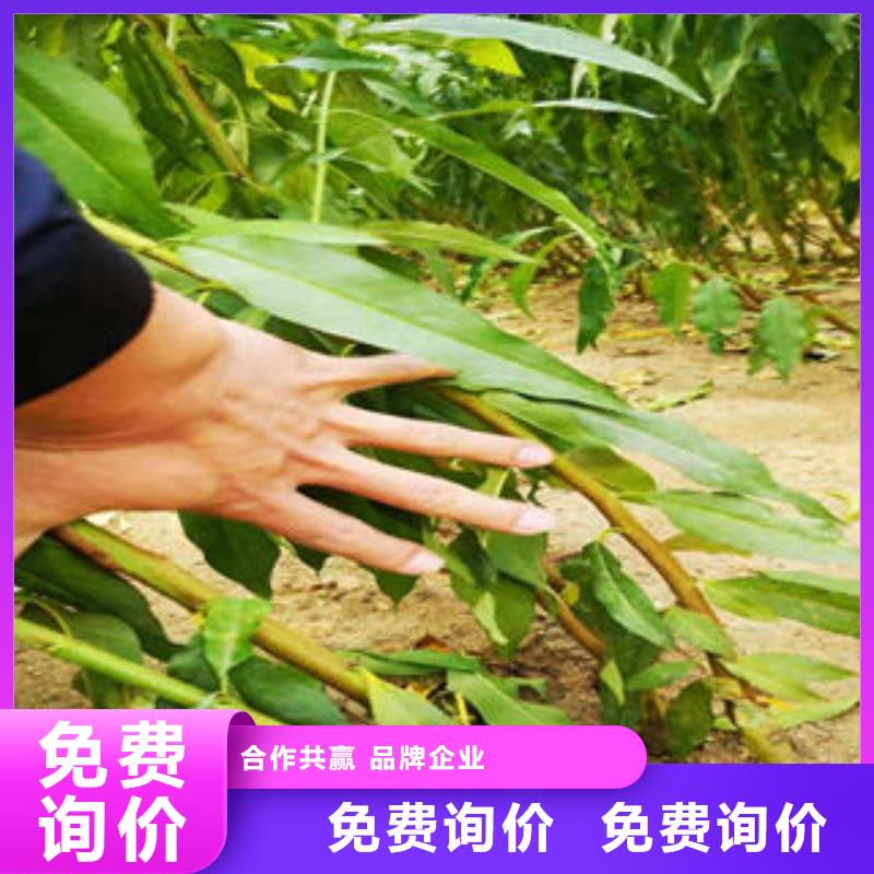 葡萄苗【蘋果苗】現(xiàn)貨直發(fā)