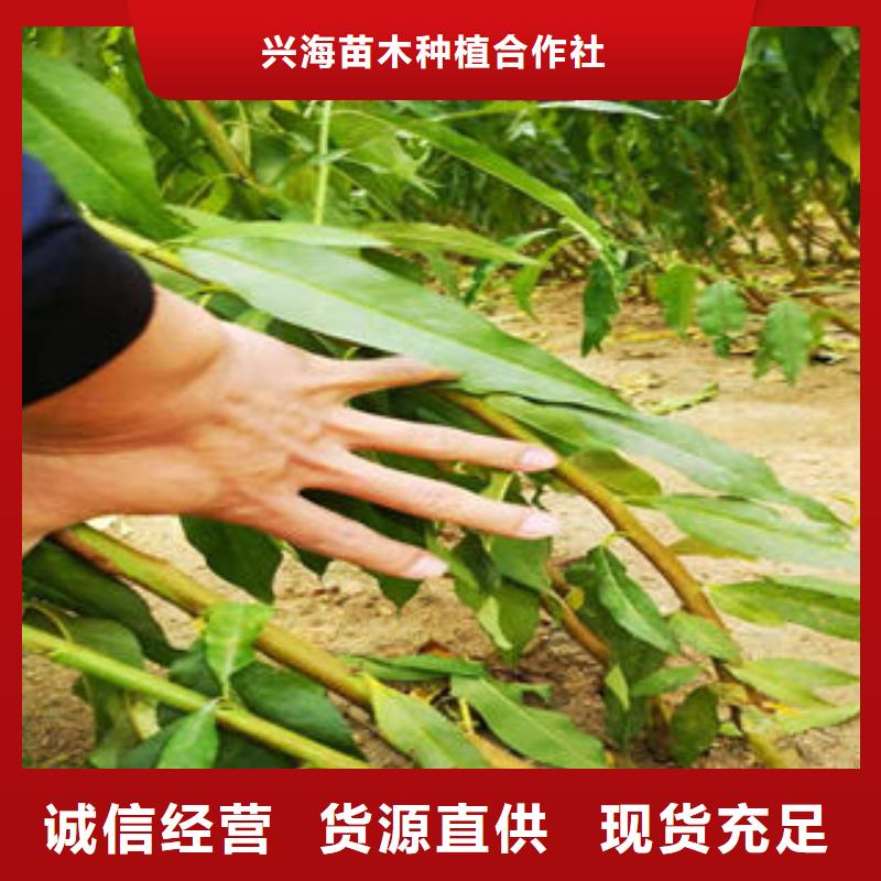 葡萄苗板栗苗滿足客戶需求