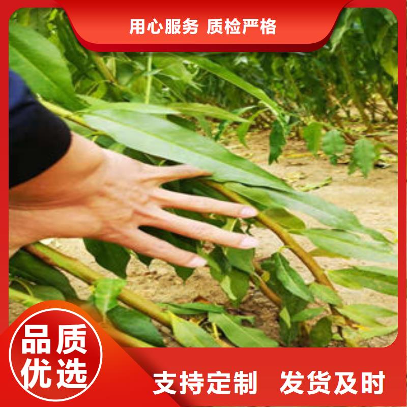 【葡萄苗】板栗苗品質可靠