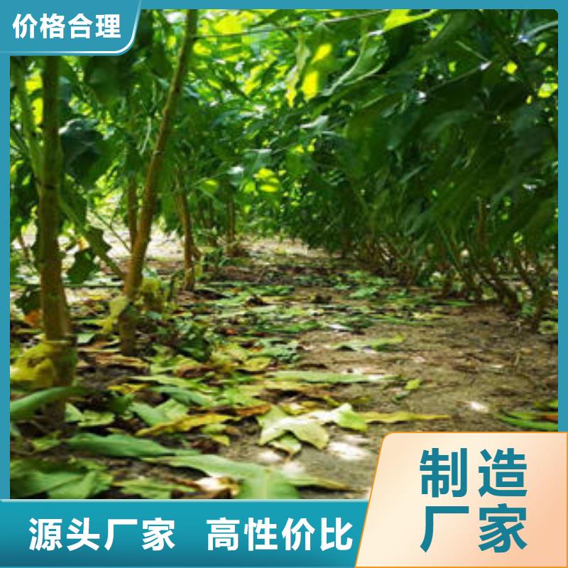葡萄苗梨樹苗生產經驗豐富