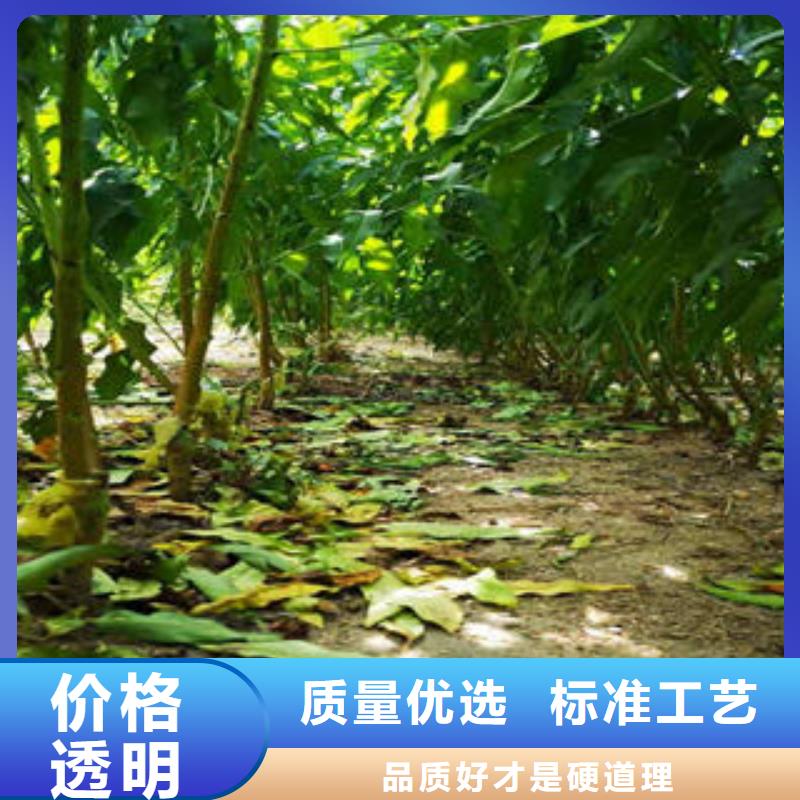 【葡萄苗板栗苗用心做產(chǎn)品】