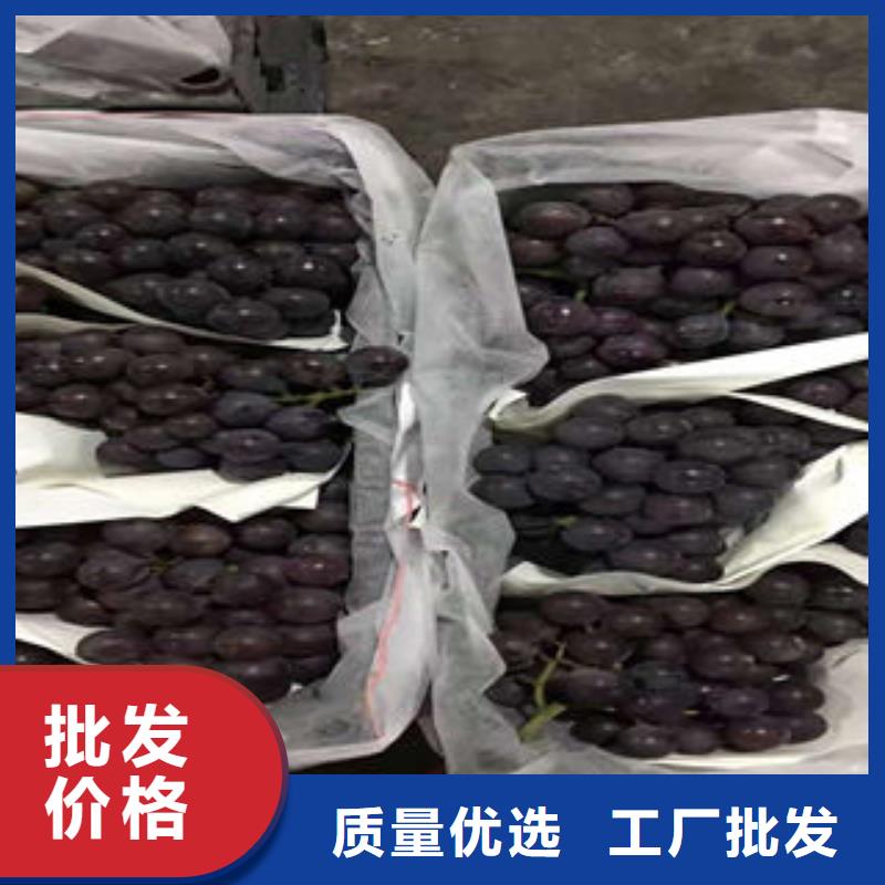葡萄苗梨樹苗生產經驗豐富