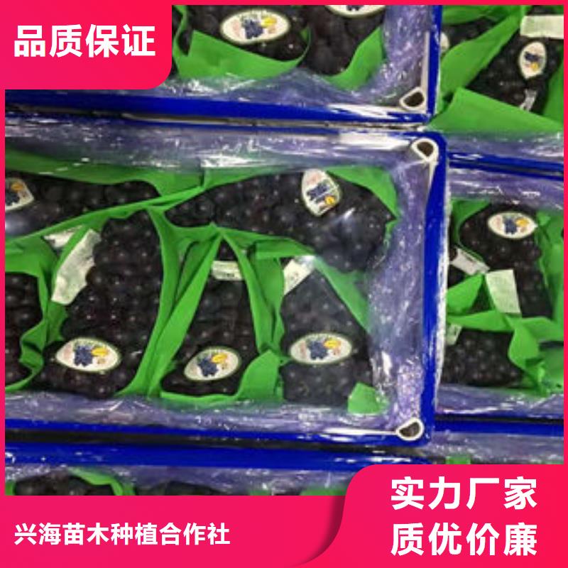 葡萄苗【蘋果苗】現(xiàn)貨直發(fā)