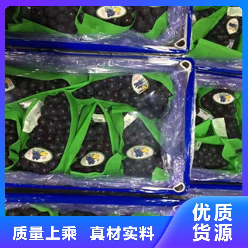 【葡萄苗】苹果苗销售的是诚信