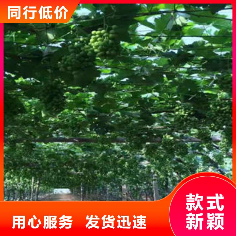 葡萄苗_板栗苗用好材做好產品