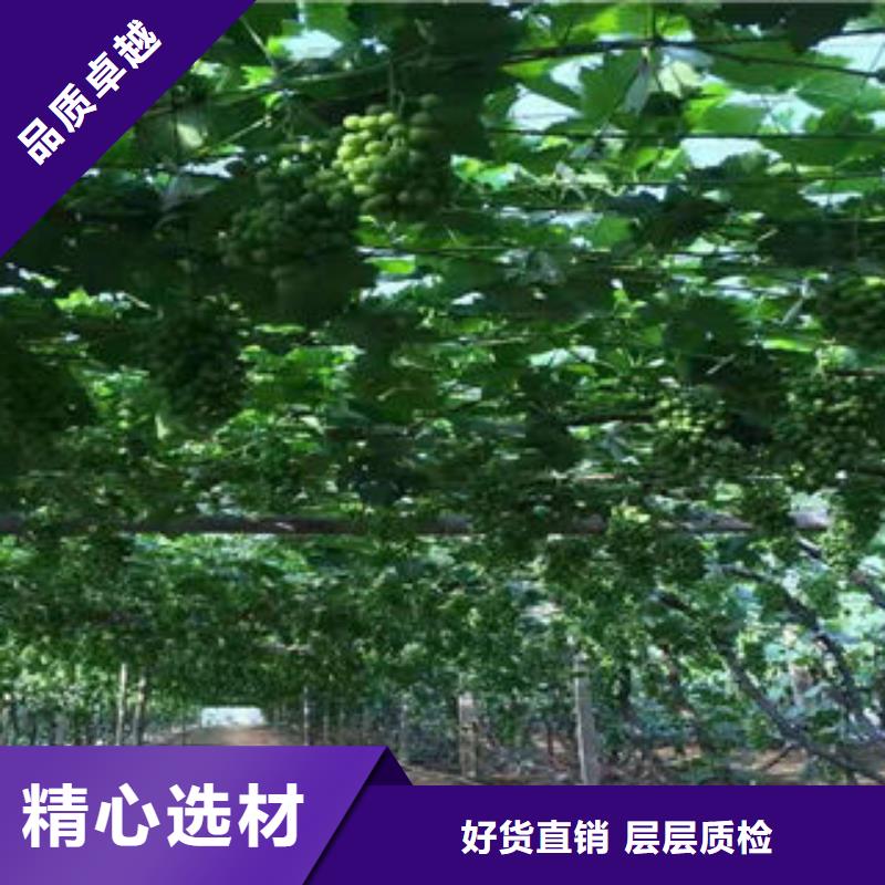 葡萄苗藍莓苗自產自銷