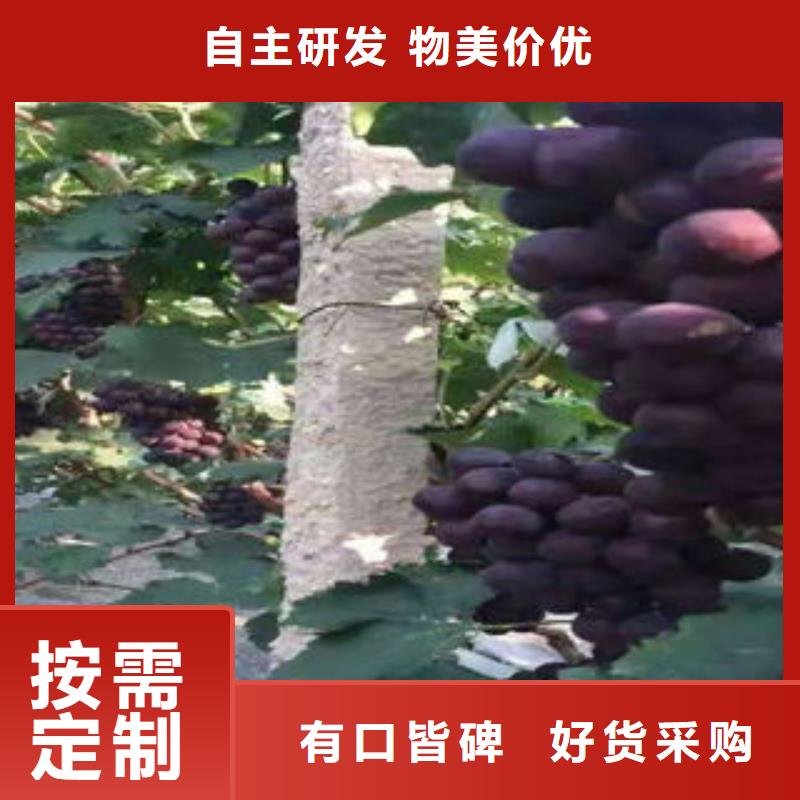 【葡萄苗_藍莓苗優良工藝】