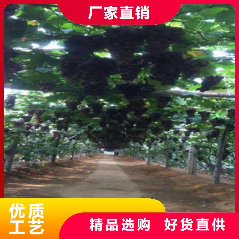 葡萄苗核桃苗現貨充足
