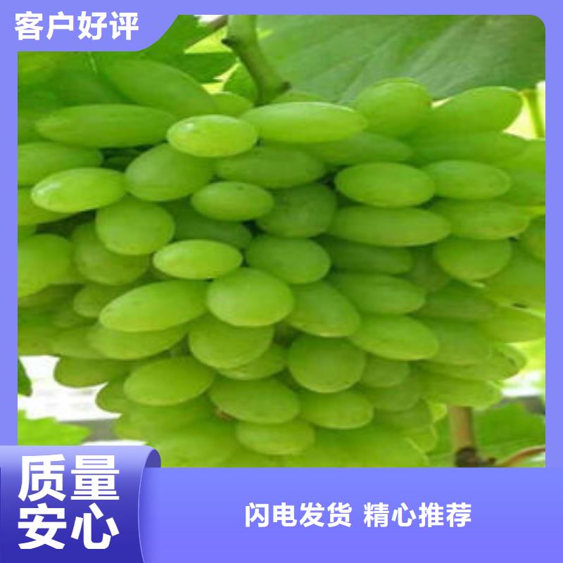 【葡萄苗板栗苗用心做產品】