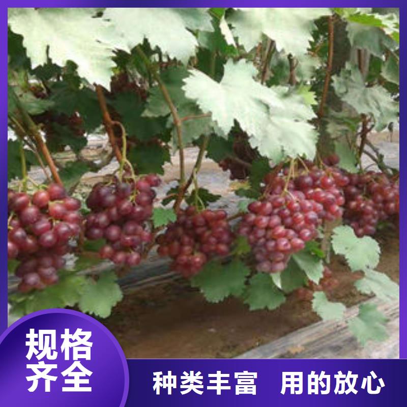 葡萄苗【蘋果苗】現(xiàn)貨直發(fā)