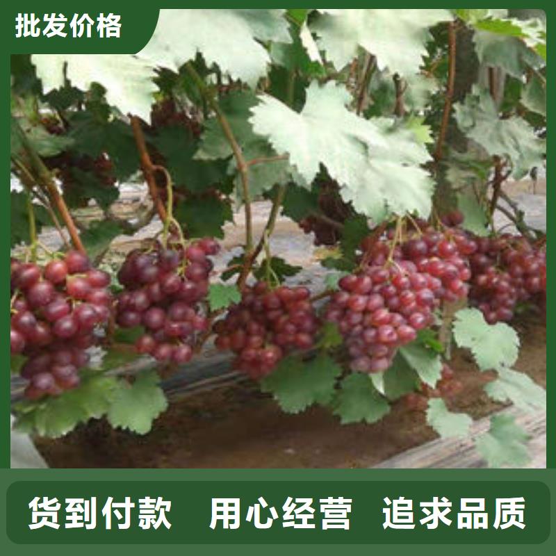 【葡萄苗】梨樹苗出貨快