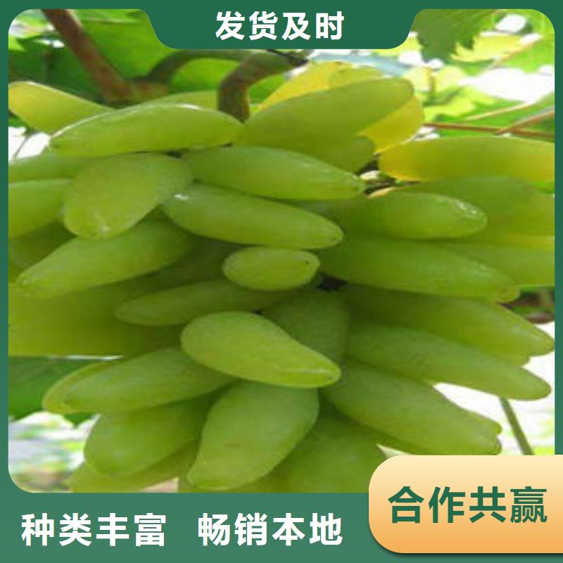 葡萄苗核桃苗現貨充足