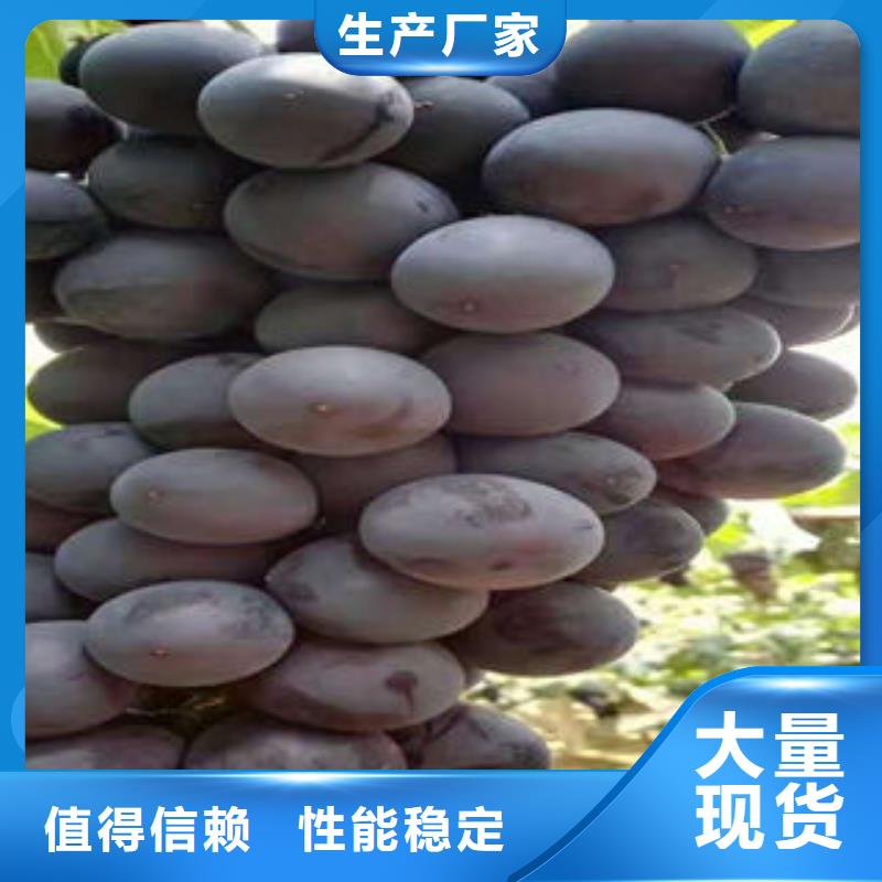葡萄苗板栗苗让客户买的放心