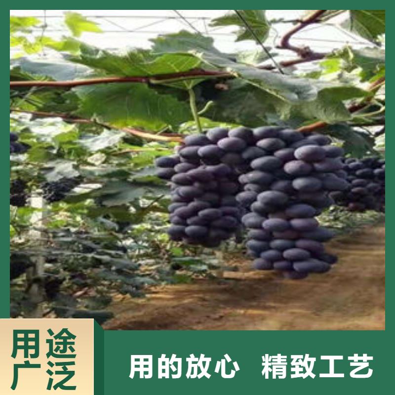 葡萄苗【蘋果苗】現(xiàn)貨直發(fā)