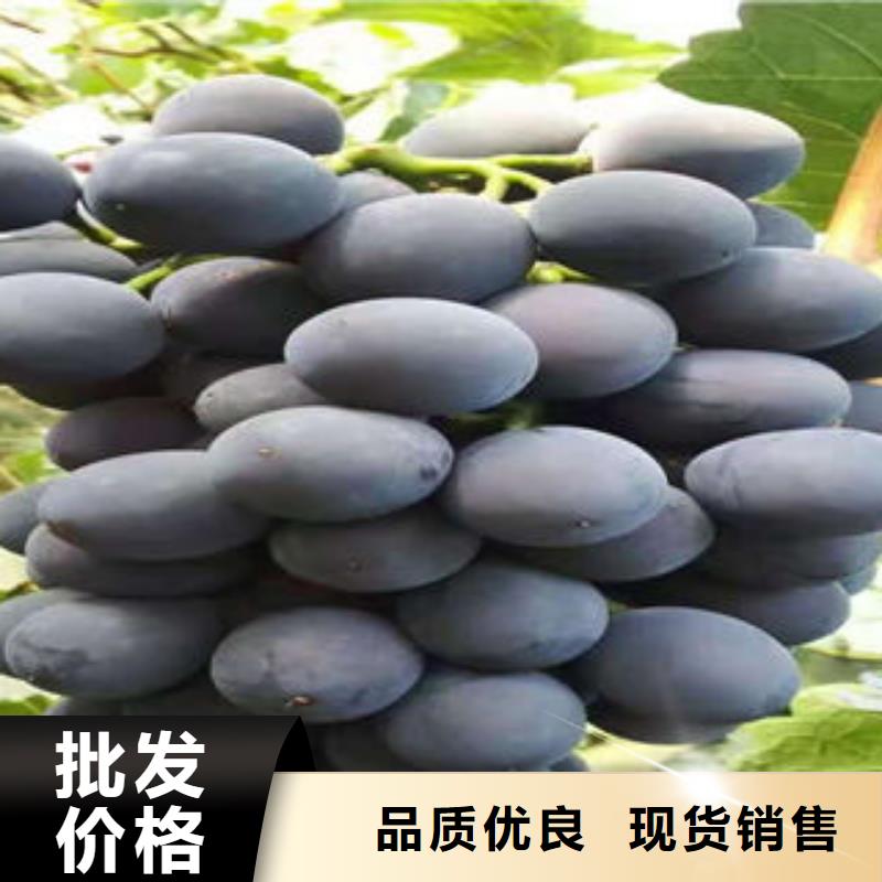 葡萄苗_藍莓苗根據要求定制