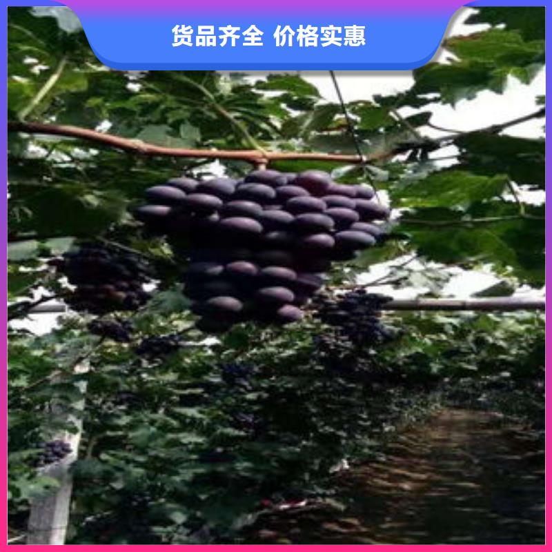 【葡萄苗】梨樹苗出貨快