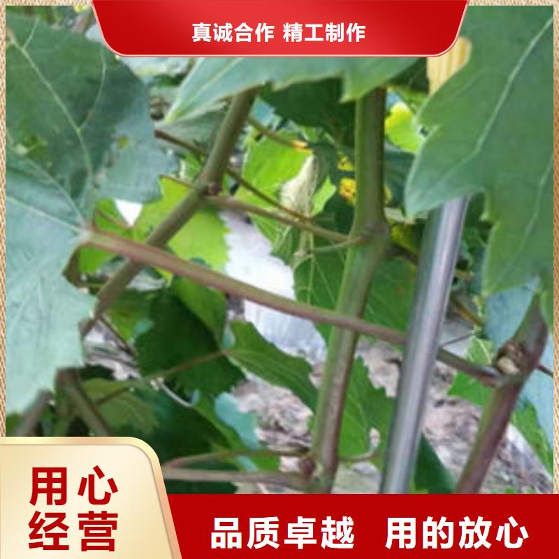 葡萄苗【蘋果苗】現(xiàn)貨直發(fā)