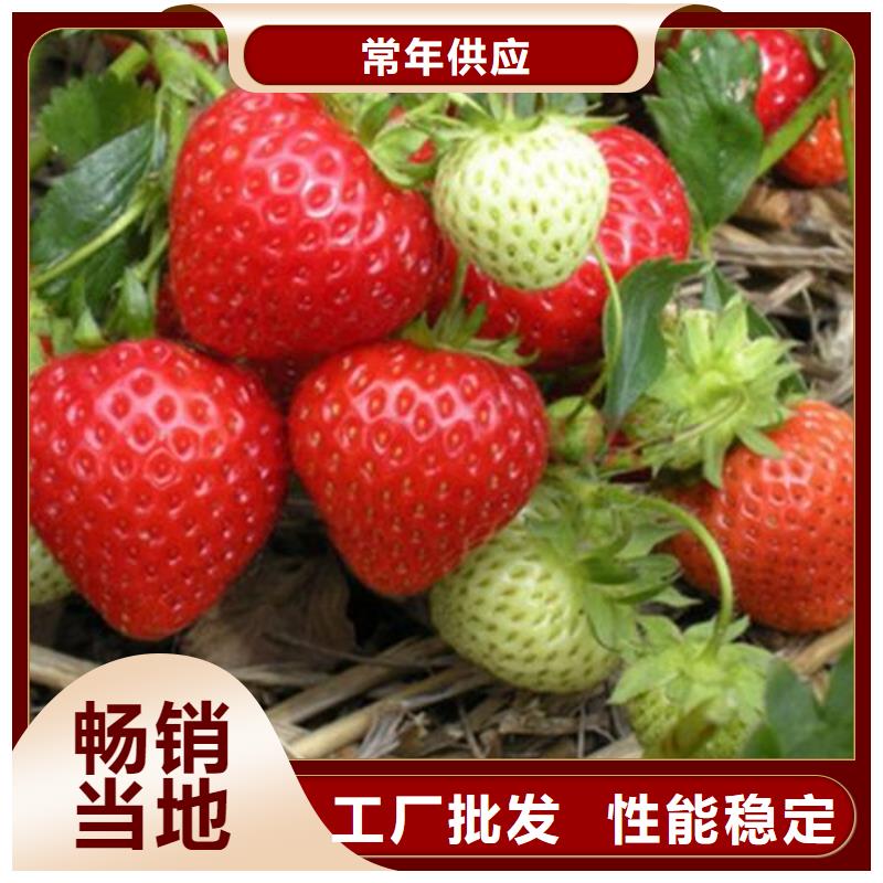 草莓苗_梨樹苗行業優選