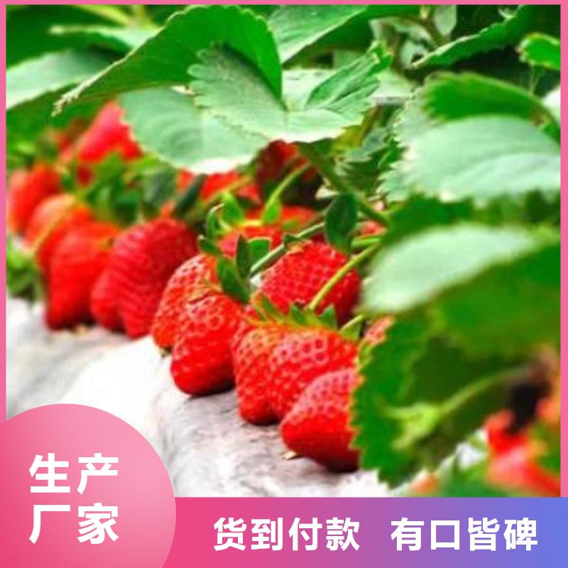 【草莓苗】梨树苗老客户钟爱