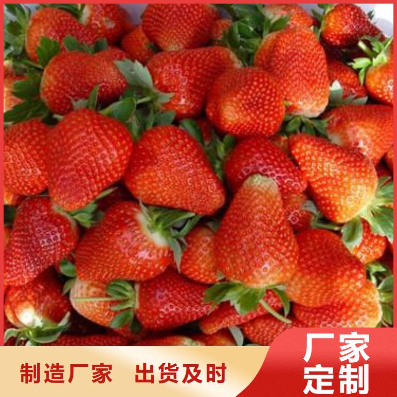 草莓苗-梨樹苗實力工廠