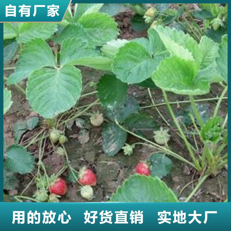 草莓苗【蓝莓苗】专业生产厂家