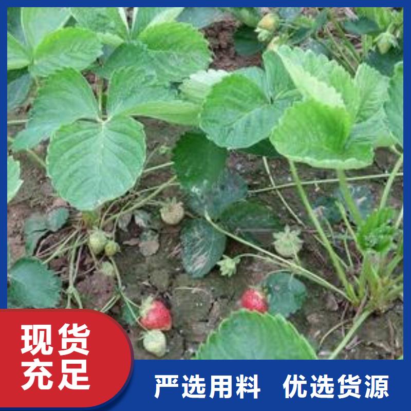 草莓苗【桃树苗】甄选好厂家